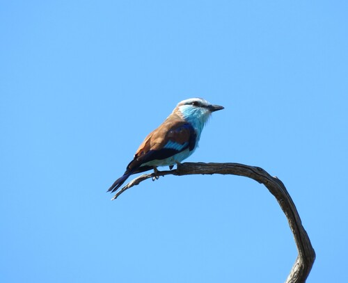 iNaturalist image