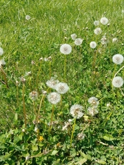 Taraxacum officinale