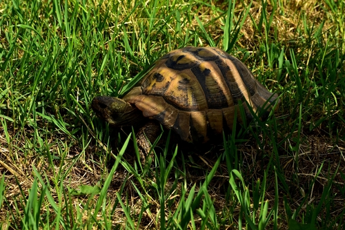 Hermann's Tortoise