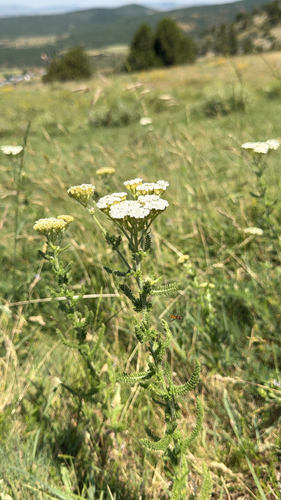 common yarrow