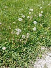 Taraxacum officinale