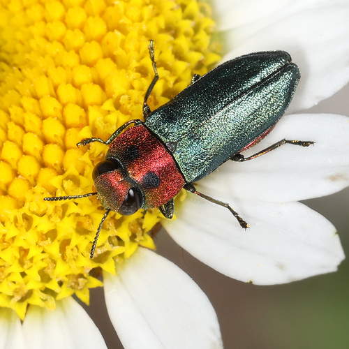 Anthaxia nitidula signaticollis