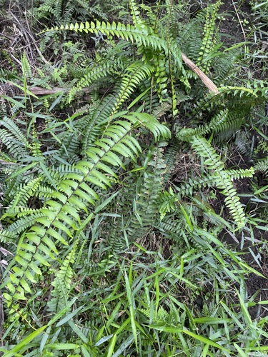 Asplenium longissimum observed 2026-07-03