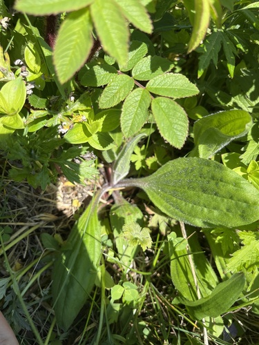 Plantago camtschatica, photograph 6