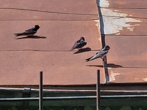 Barn Swallow