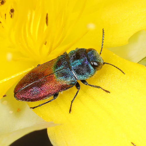 Anthaxia salicis