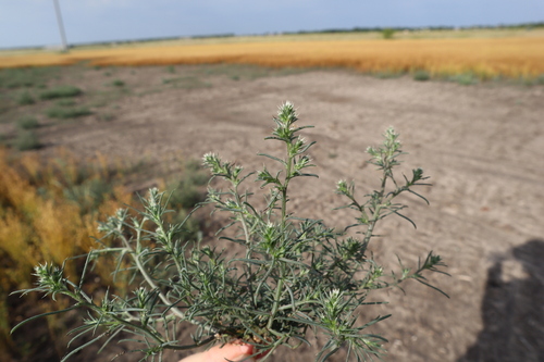 Prickly Russian Thistle