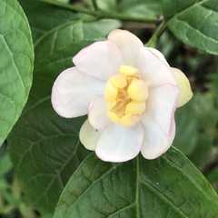 Calycanthus chinensis