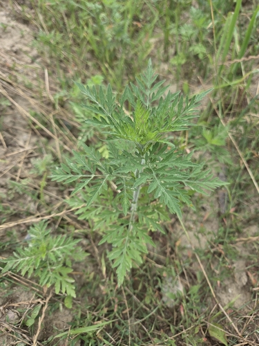 common ragweed