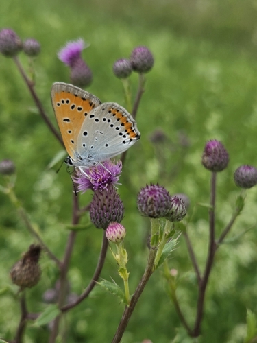 Large Copper