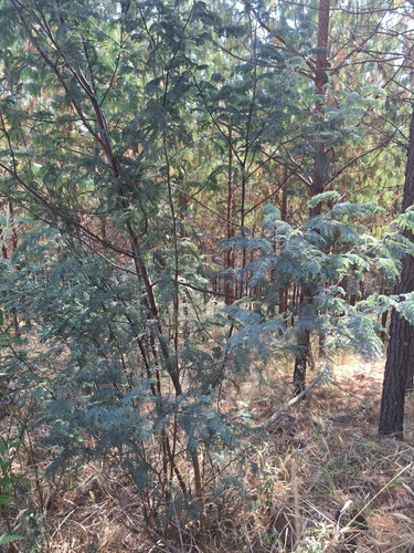 Silver wattle