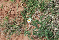 Aphanostephus skirrhobasis