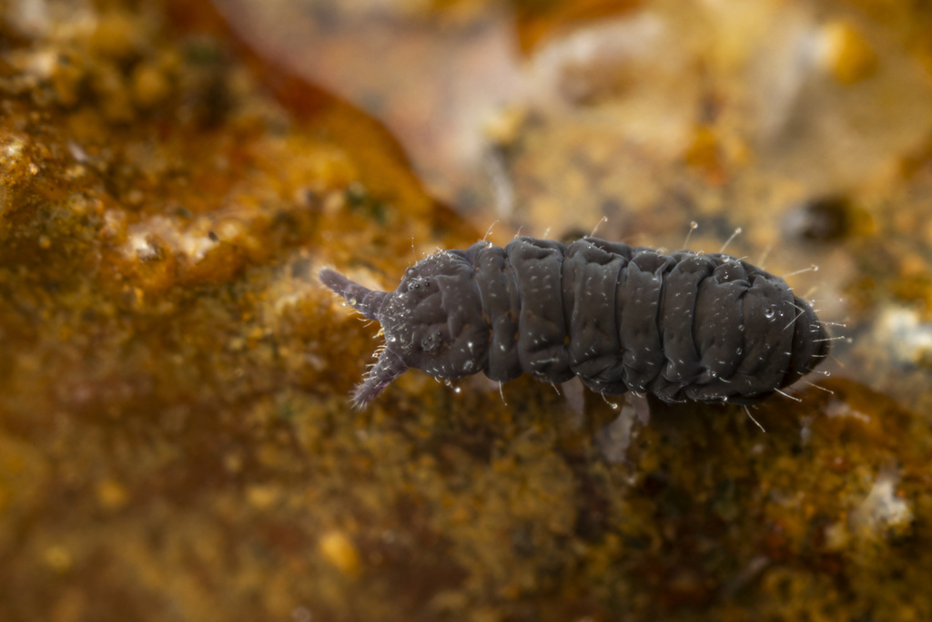 Setanodosa
