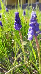 Muscari armeniacum