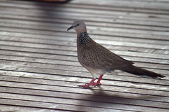 Streptopelia chinensis