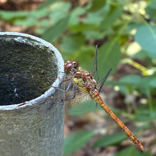 Common Darter