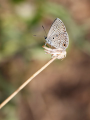 Hemiargus