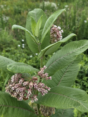 common milkweed