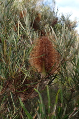Banksia occidentalis, photograph (c) Em Lamond, some rights reserved (CC BY)