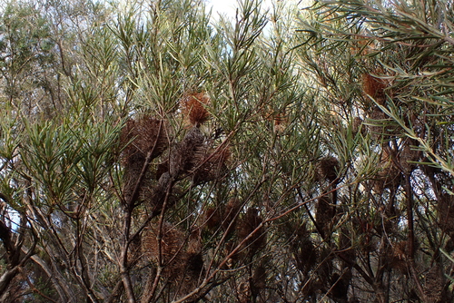 Banksia occidentalis