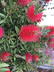 Melaleuca citrina