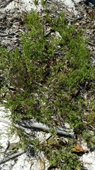 Polygonum dentoceras