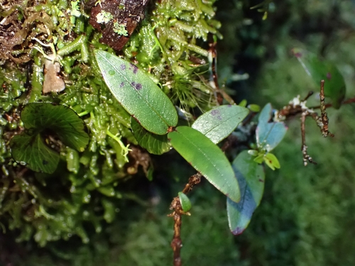 Metrosideros parkinsonii, photograph 5