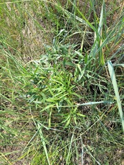 Peucedanum ruthenicum