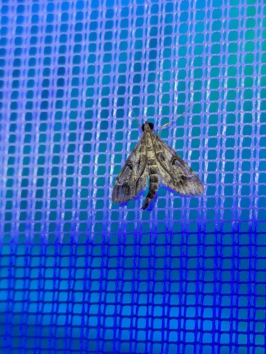 European Pepper Moth