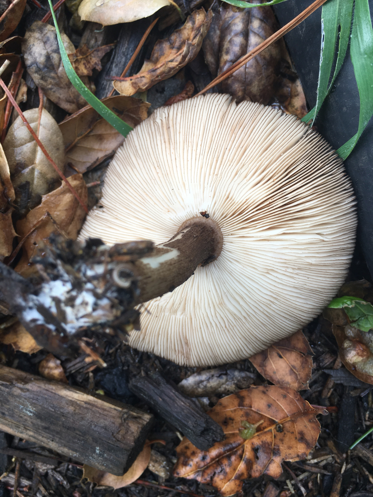 Pluteus atromarginatus image