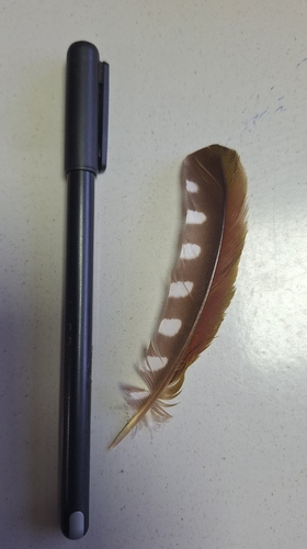Lesser Yellownape