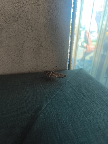 White-faced Bush-cricket