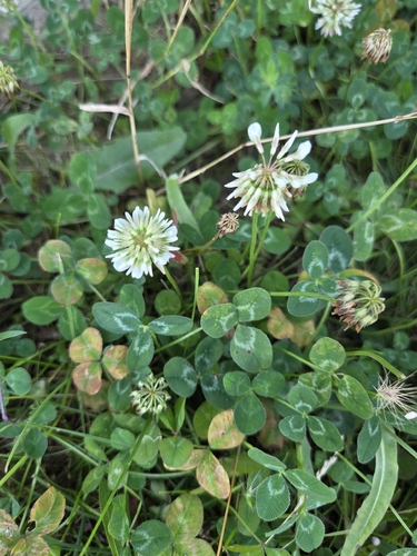 white clover