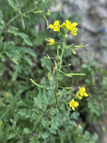 Creeping Yellowcress