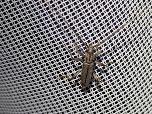Icosium tomentosum
