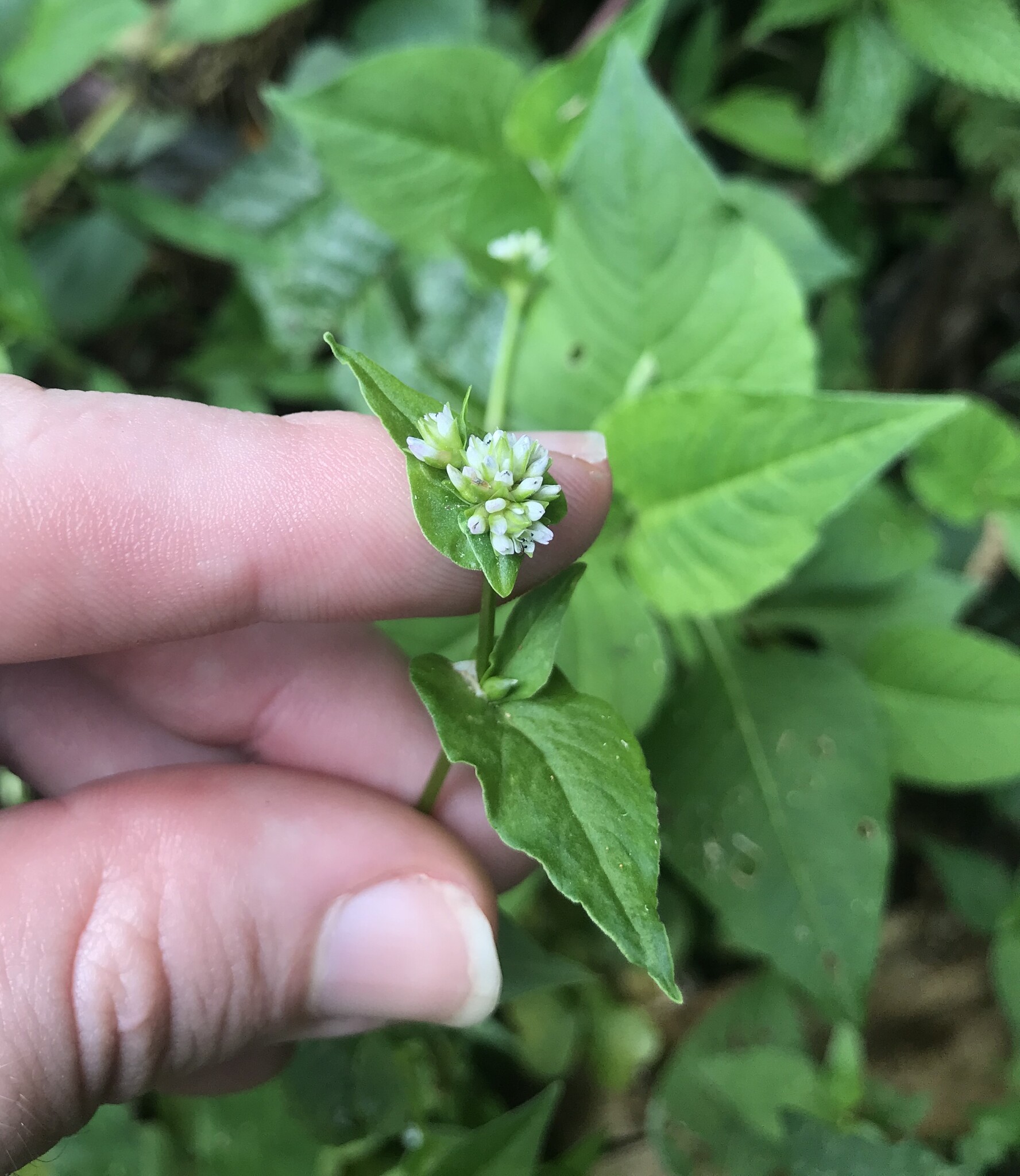 Persicaria nepalensis (Persicaria nepalensis)