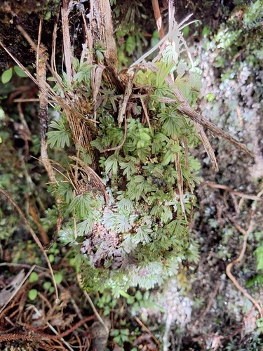Hymenophyllum lyallii observed 2026-07-08