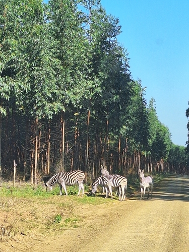 Plains Zebra