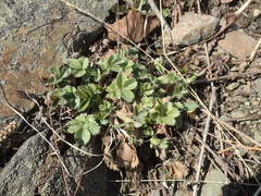 Potentilla stolonifera
