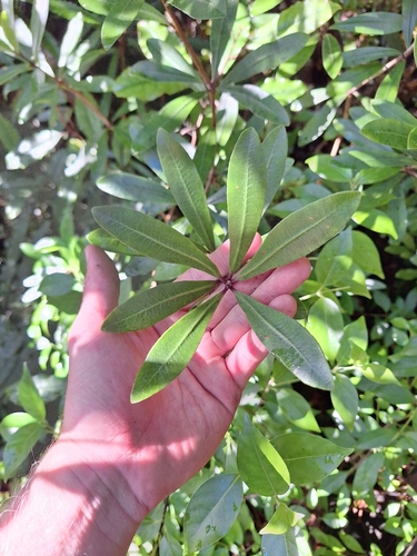 Pittosporum kirkii, photograph 5