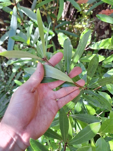 Pittosporum kirkii, photograph 6