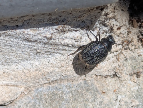 Pimelia subglobosa