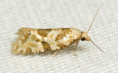 Aethes argentilimitana