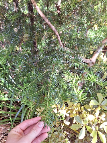 Halocarpus kirkii, photograph 5