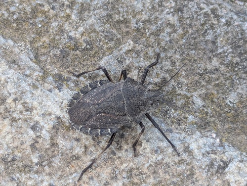 Mediterranean Spiny Stink Bug