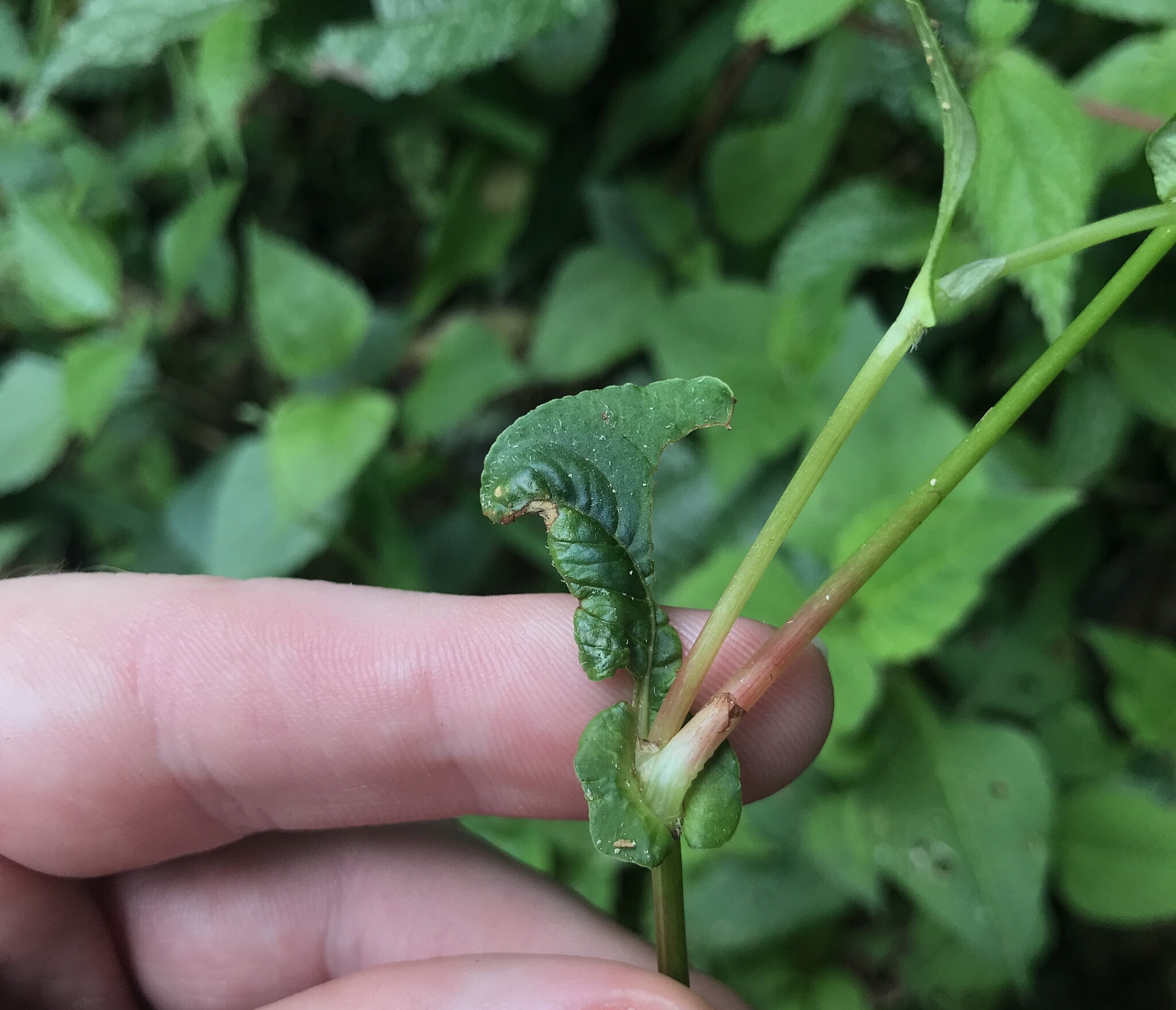 Persicaria nepalensis — ảnh 3