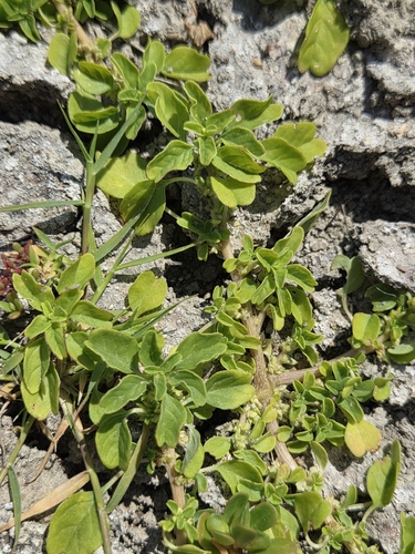 purple amaranth