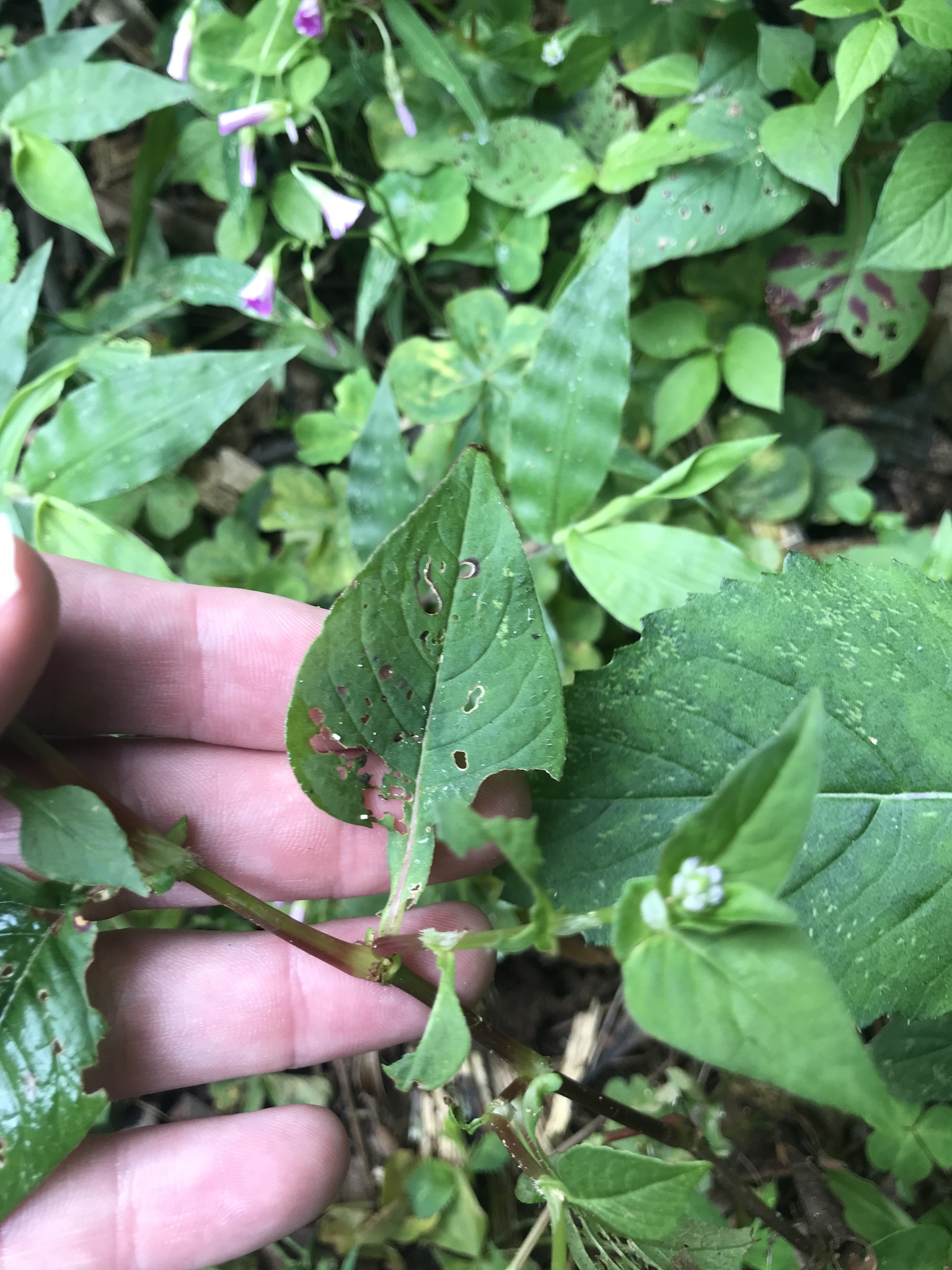 Persicaria nepalensis — ảnh 2