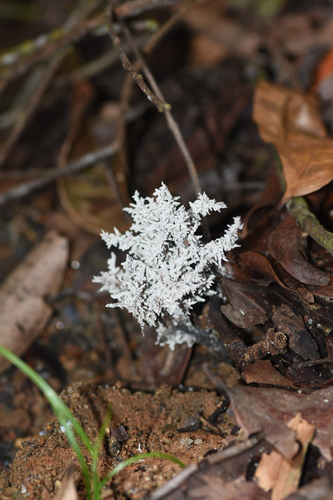 Xylaria terricola