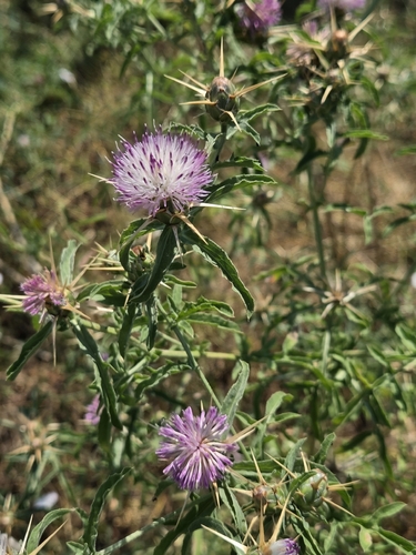 Iberian star-thistle